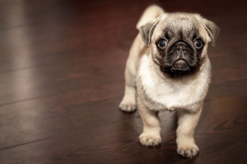 small dog