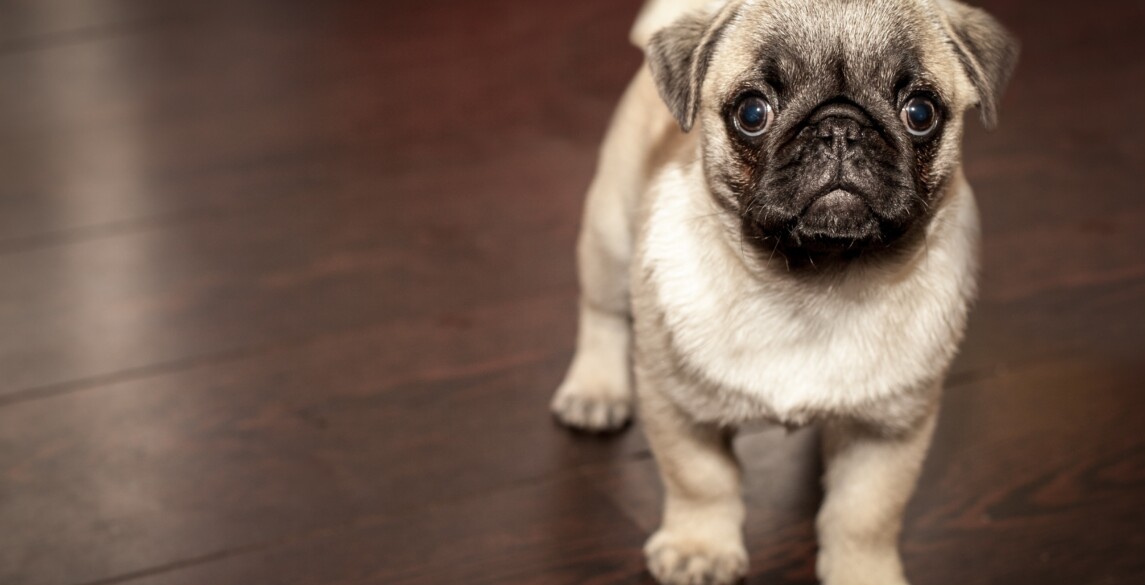 Image for Moving with your pets