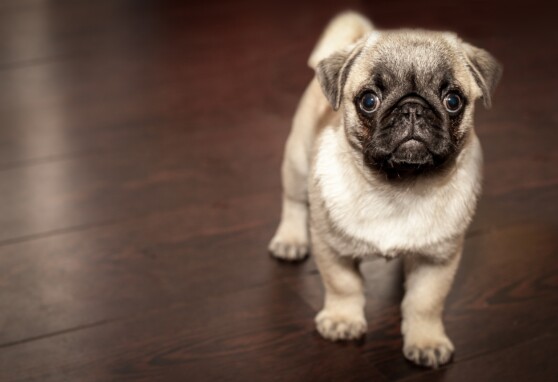 small dog