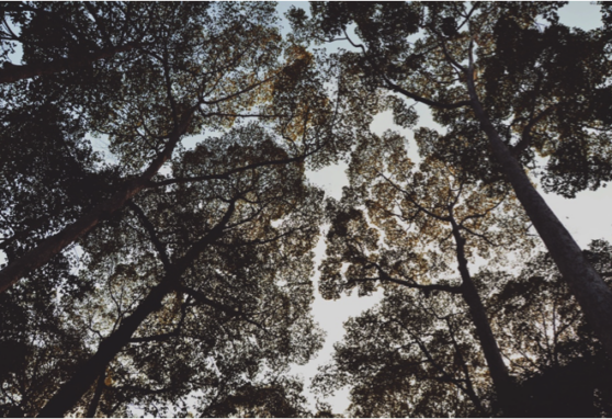 Looking up into trees
