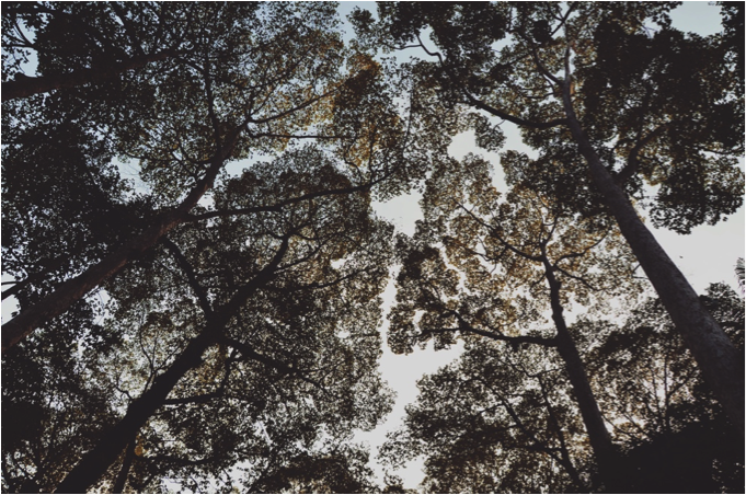 Looking up into trees