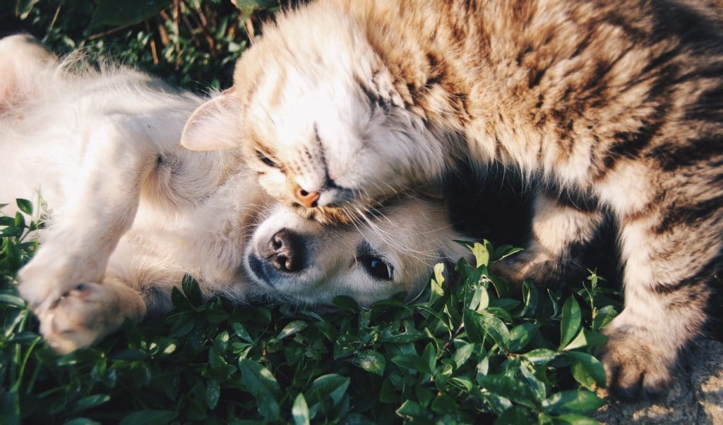 dog and cat laying on the grass