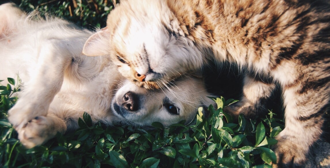 dog and cat laying on the grass