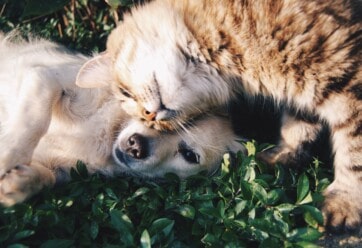 dog and cat laying on the grass