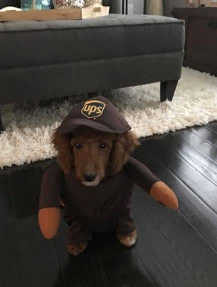 Remus Boxley's dog Sophie dressed as a UPS worker for Halloween. 