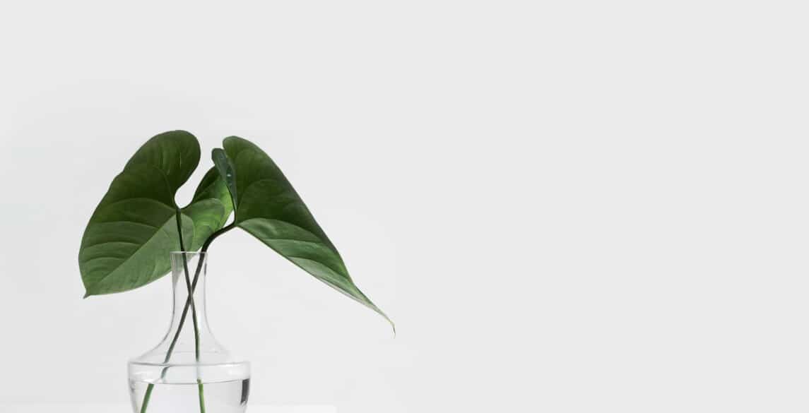 Small plant on a white table against a white wall.