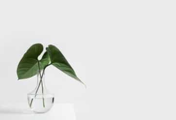 Small plant on a white table against a white wall.