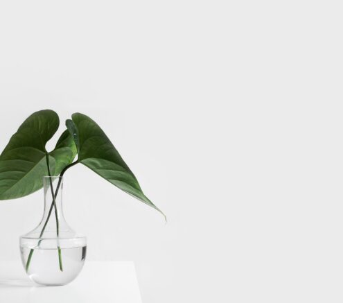 Small plant on a white table against a white wall.