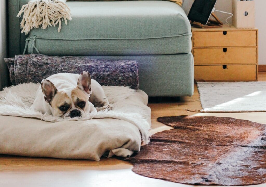 French bulldog laying on dog bed.