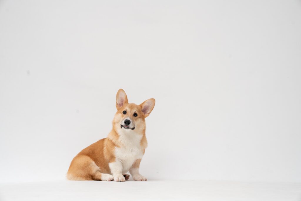 Corgi sitting against a white background.