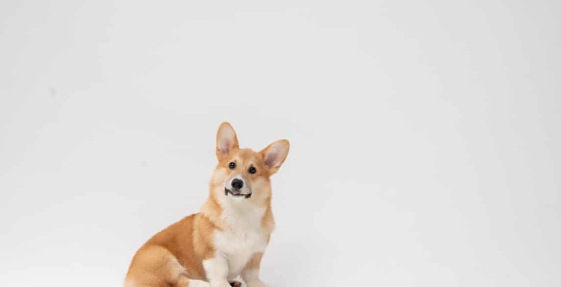 Corgi sitting against a white background.