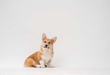 Corgi sitting against a white background.